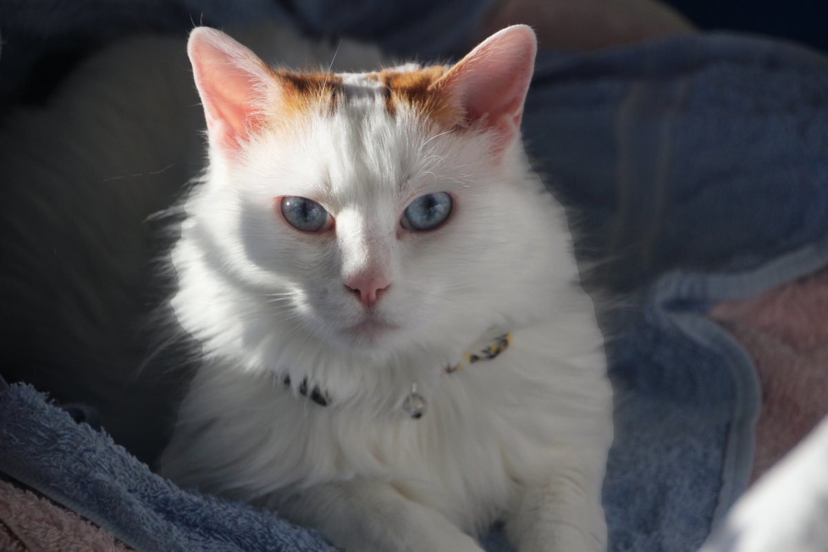 BarronBeauxArts's tweet image. Maxine Gee - March 13, 2021

💙🤍🧡My forever Queen of Hearts🧡🤍💙

😢Rest in peace, my sweet baby girl!🙏

#TurkishVanCat #CaturdayEve #CatsOfBsky #CatsOnBsky