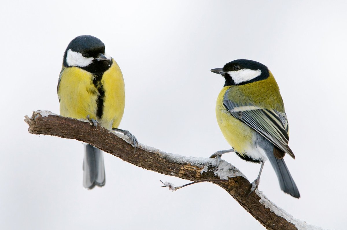 MorroderFG's tweet photo. @GiraffeMiridae Tits even https://t.co/kKxdLVeZzs