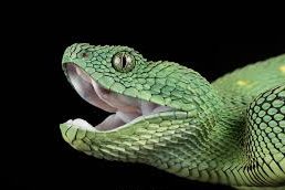 random_snakes's tweet photo. #DumbDMs
Some Bot: Hello! I think you are very interesting. I want to introduce you to my single friend. She is from Japan. She saw your picture and thinks you're attractive.
Me: Attractive? Me? Tell your friend I said "Snake you so much!" and send her my sssexy pics! ๐คช๐๐ https://t.co/Z5wHGH11h6