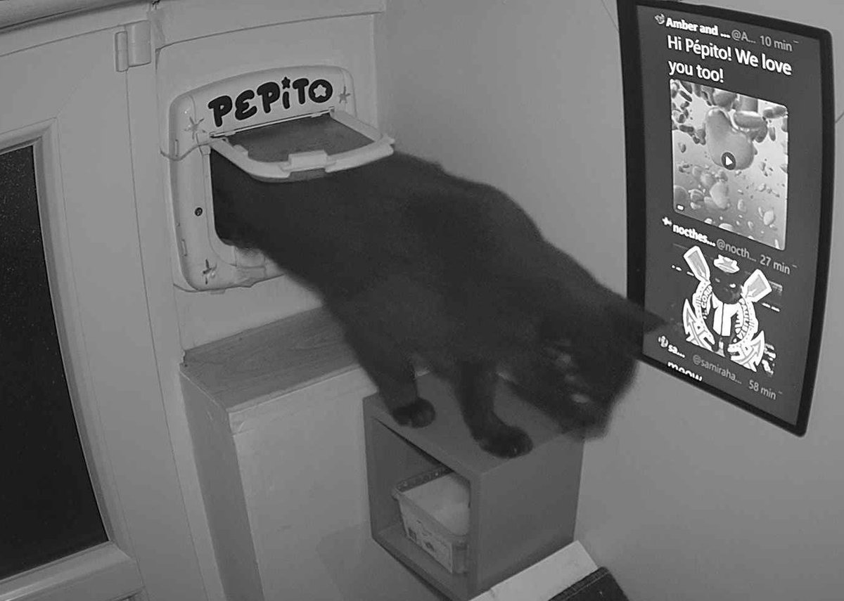 PepitoTheCat's tweet photo. Pépito is back home (22:20:53) https://t.co/GuEyjp5oOo