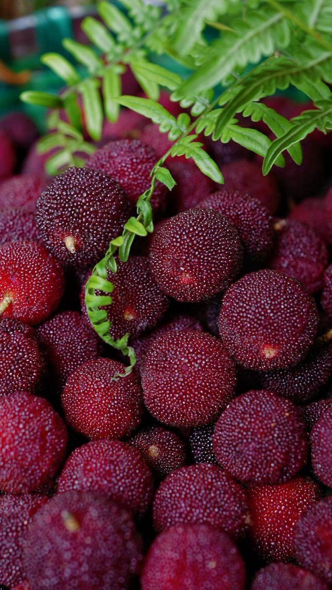 darby4real's tweet photo. Which fruit is this? https://t.co/5CLiuMuFpw