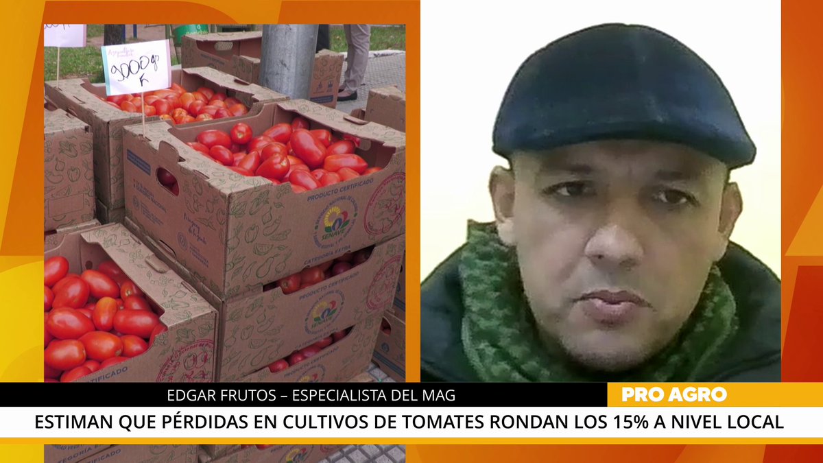 Canal PRO (@canalpropy) on Twitter photo 📌 #AHORA en #PROAgro | Estiman que pérdidas en cultivos de tomates rondas los 15% a nivel local
👨🏼🌾 Edgar Frutos, Técnico Especialista del <a href="/magparaguay/">Mag Paraguay</a>, manifestó que gracias a los boletines de alerta emitidos en forma correcta y de manera temprana los productores pudieron 📌 #AHORA en #PROAgro | Estiman que pérdidas en cultivos de tomates rondas los 15% a nivel local
👨🏼🌾 Edgar Frutos, Técnico Especialista del <a href="/magparaguay/">Mag Paraguay</a>, manifestó que gracias a los boletines de alerta emitidos en forma correcta y de manera temprana los productores pudieron