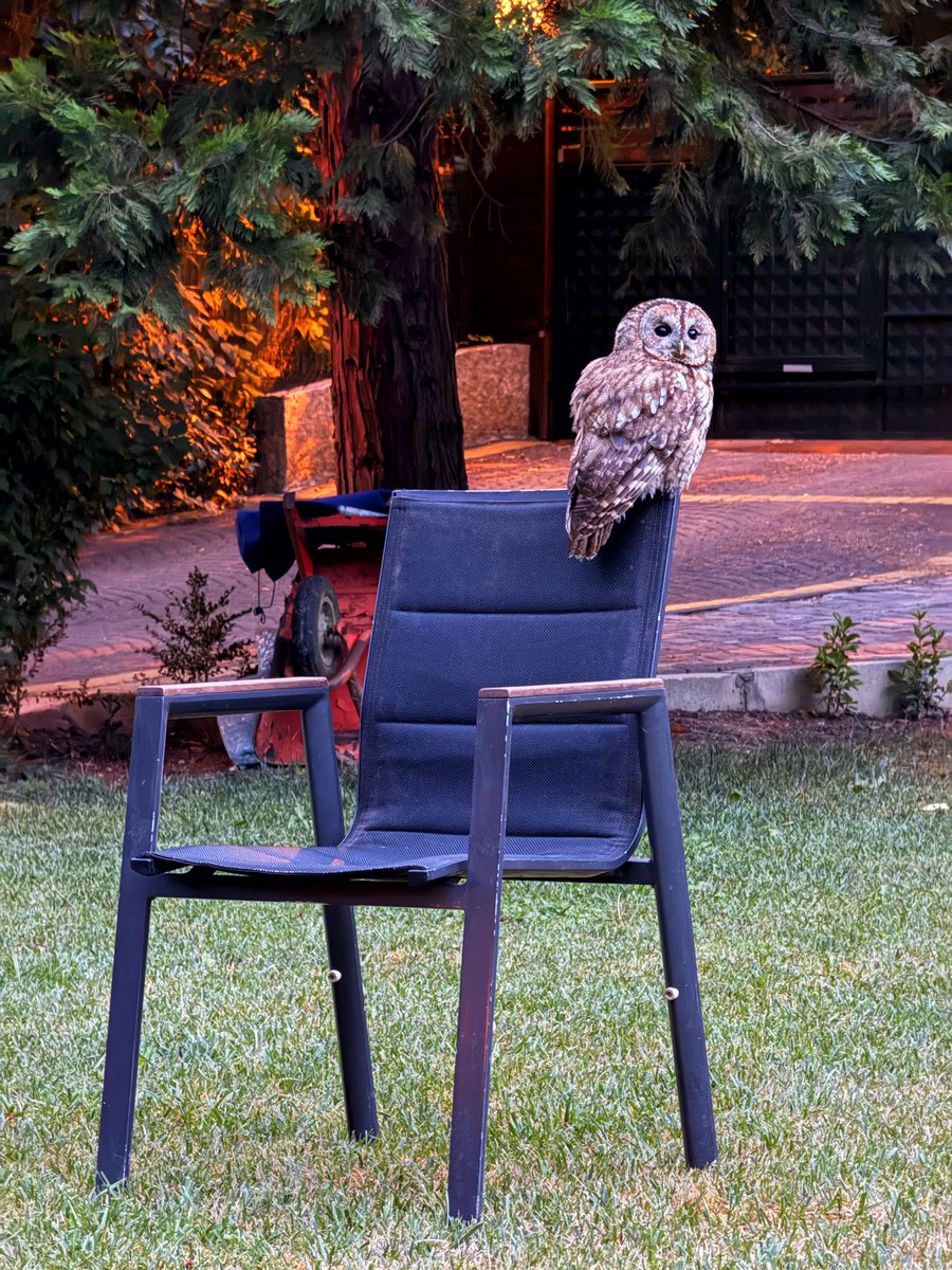 Bahçede ağır misafirimiz var. 😂
Alaca Baykuş, sandalyelerde bizimle.