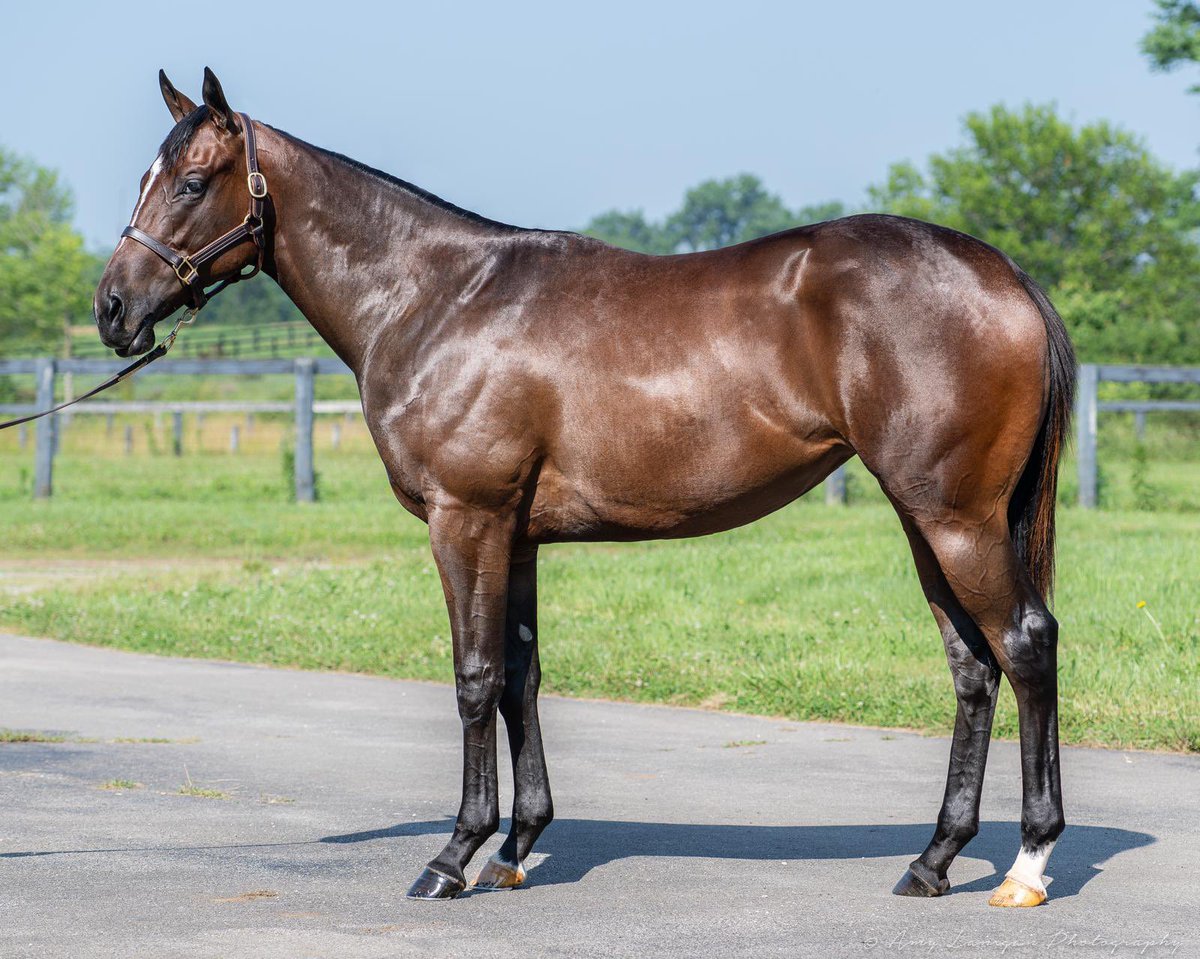 Dermo99's tweet image. Hip 202 @FasigTiptonCo July Sale. Filly by Nashville- Esprit De Vie. Selling with @ParamountSales_ #FernhillStables 

📸 @amylanigan1