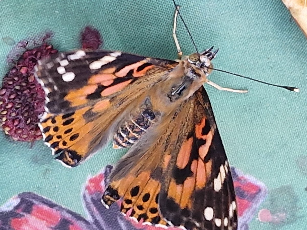 St Thomas a Becket tweet media