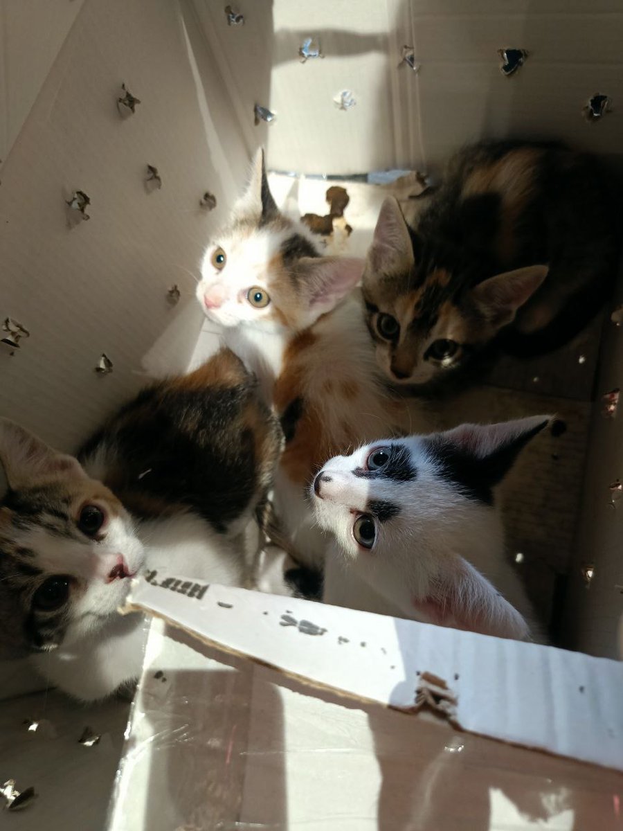 Sevilla!!!!!! MUYYYY URGENTE 🆘🆘🆘🆘🆘🆘🆘🆘🆘🆘🆘🆘
Estos gatitos mañana SÁBADO 28 ENTRAN EN SPORTDOG!!!!
🆘🆘🆘🆘🆘🆘🆘🆘🆘🆘🆘🆘
Ya sabéis lo que significa que entren allí...ayuda por favor, que alguien los recoja antes de que sea demasiado tarde 😢