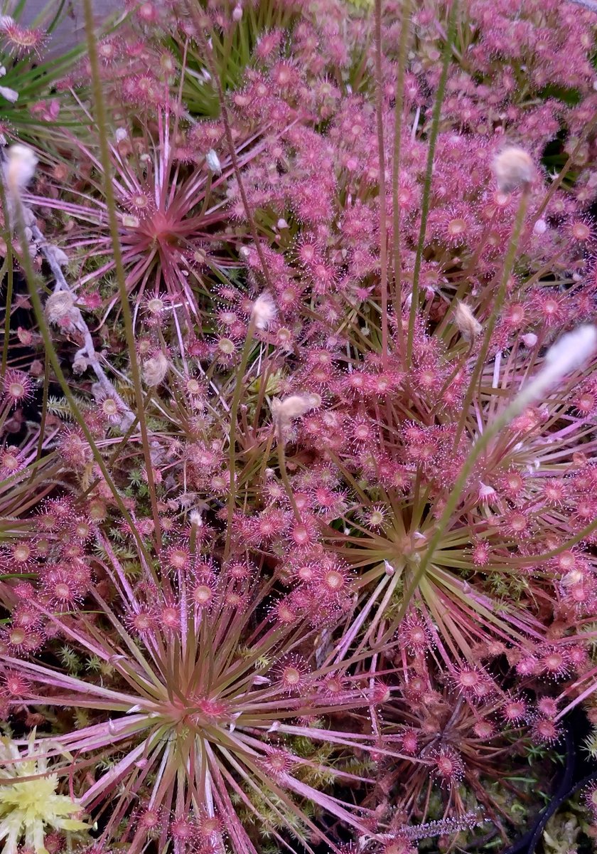 初心者レベルの私でも育てられるから、結構おすすめです。👌👌👌