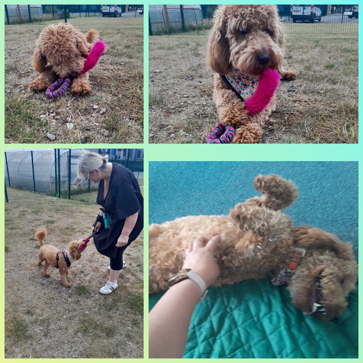 ToffeeTherapyDoginTraining (@toffeeelmtree) on Twitter photo Just enjoying a bit of play and fuss with my wonderful handlers Helen and Amanda after lots of hard work <a href="/Devsunshine48/">Helen Hegerty</a> <a href="/elmtreeacademy/">@ElmTreeAcademy</a> Just enjoying a bit of play and fuss with my wonderful handlers Helen and Amanda after lots of hard work <a href="/Devsunshine48/">Helen Hegerty</a> <a href="/elmtreeacademy/">@ElmTreeAcademy</a>