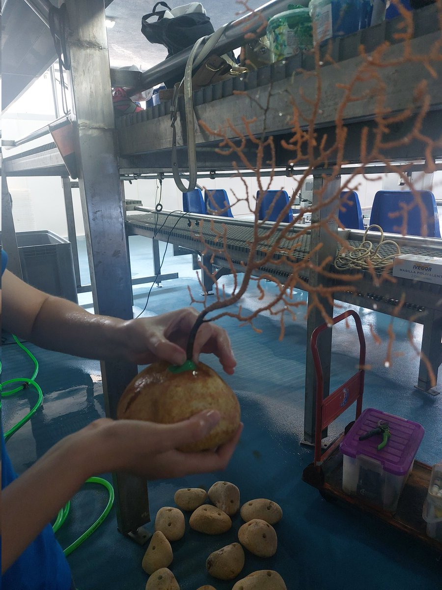 wwfbarcelona's tweet image. 💙 Voluntariado en Blanes con @WWFespana
¿Sabías que los corales son animales? 🐚
Hoy ayudamos a limpiarlos, fijarlos y prepararlos para volver al Mediterráneo 🌊
¡Salvar el mar es posible!
#LIFEECOREST #Voluntariado @WWFespana #CoralesDelMediterráneo 

life-ecorest.es