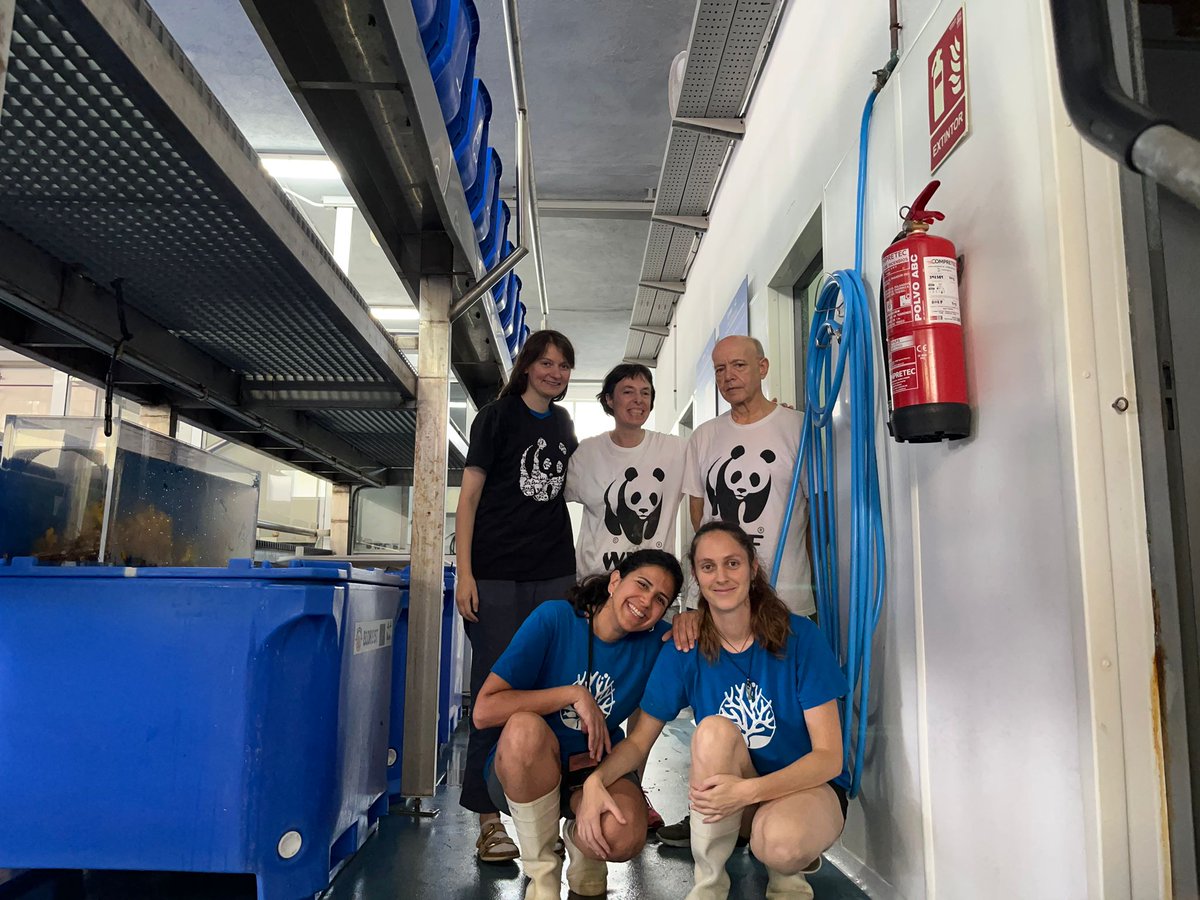 wwfbarcelona's tweet image. 💙 Voluntariado en Blanes con @WWFespana
¿Sabías que los corales son animales? 🐚
Hoy ayudamos a limpiarlos, fijarlos y prepararlos para volver al Mediterráneo 🌊
¡Salvar el mar es posible!
#LIFEECOREST #Voluntariado @WWFespana #CoralesDelMediterráneo 

life-ecorest.es