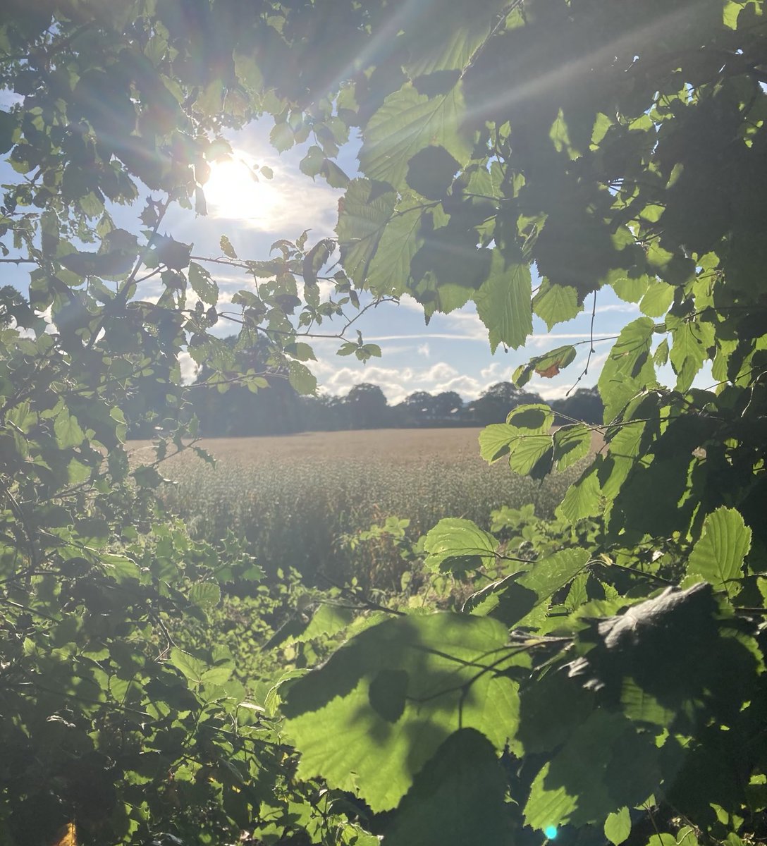 Dog walk scene 27.6.25