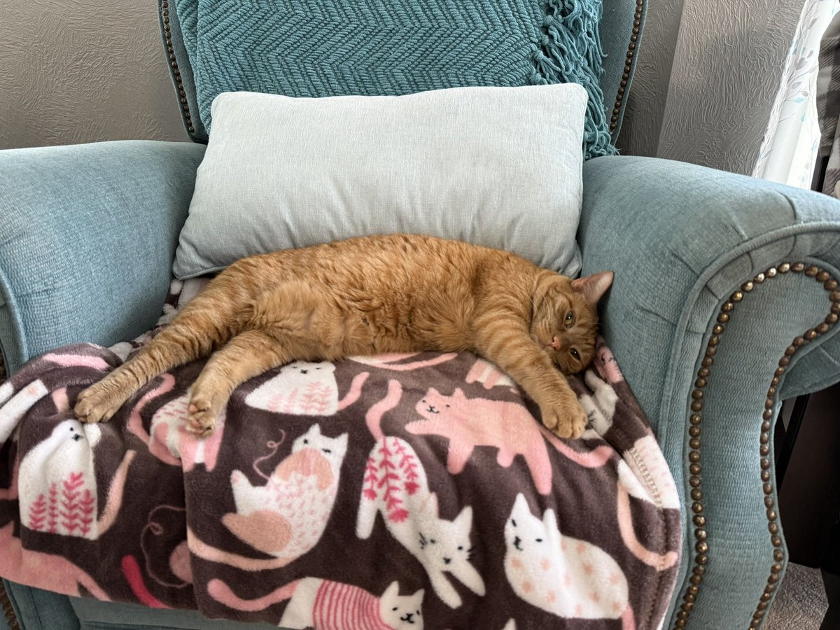 valopez's tweet photo. @senatorshoshana Cat-Dog… https://t.co/hVLkWNqRrf