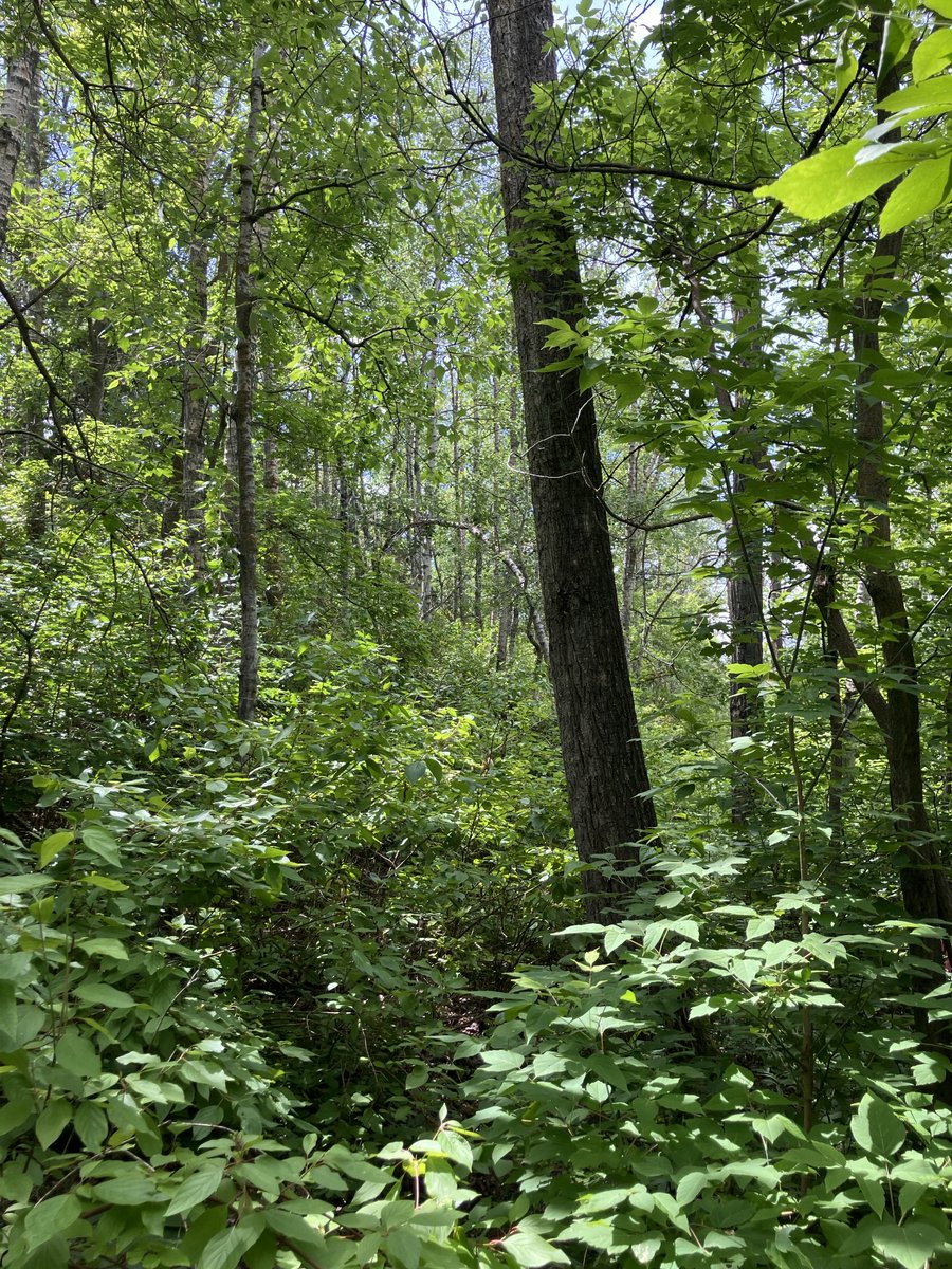 Edmonton River Valley Conservation Coalition tweet media