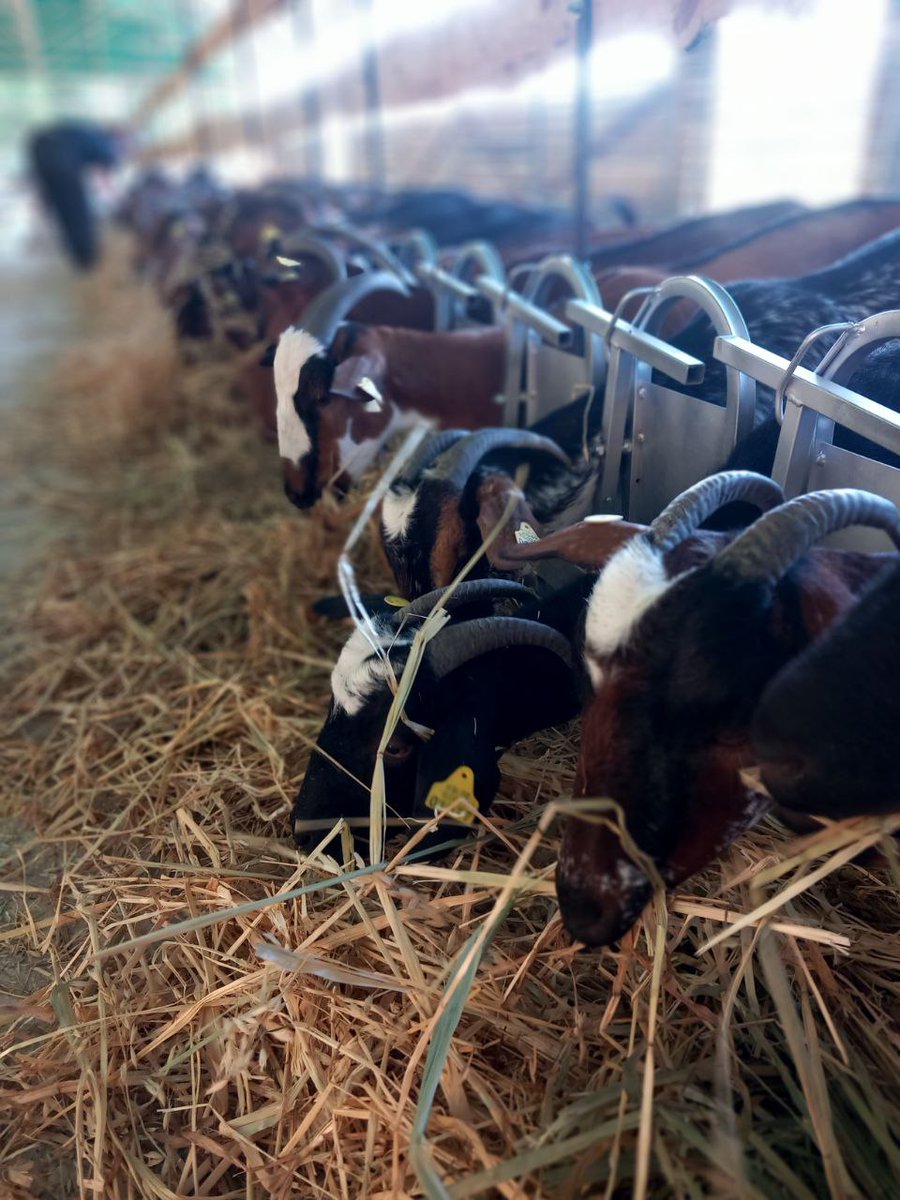 El Ramat ja ha arribat a Can Bofill!