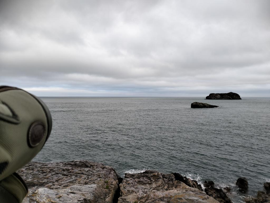 Hope's Nose, Devon. 19.20-20.40. 198 Manx Shears S. 3 Med Gulls, 21 Gans, Grey Seal.