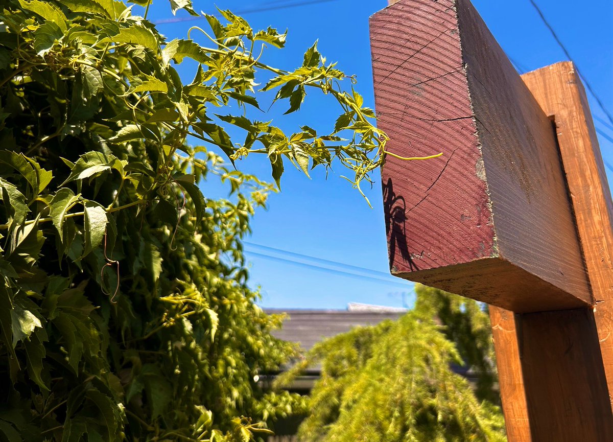 Octoberling_'s tweet image. Nature is amazing.
I have an entire 9-10’ wall of vines on the west side of my yard. They stay put aside from trying to grow across the ground, which I pare back.
But the minute I put up a structure 18” away from them, they start to travel over to it.
Vines have eyeballs.