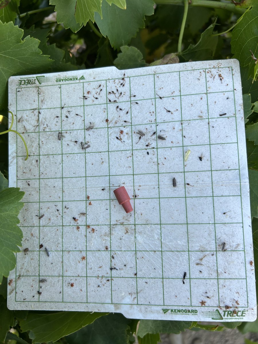 #Cryptoblabes_gnidiella, larva fent danys al raïm i control de vol d’adults, en trampa amb feromona sexual.