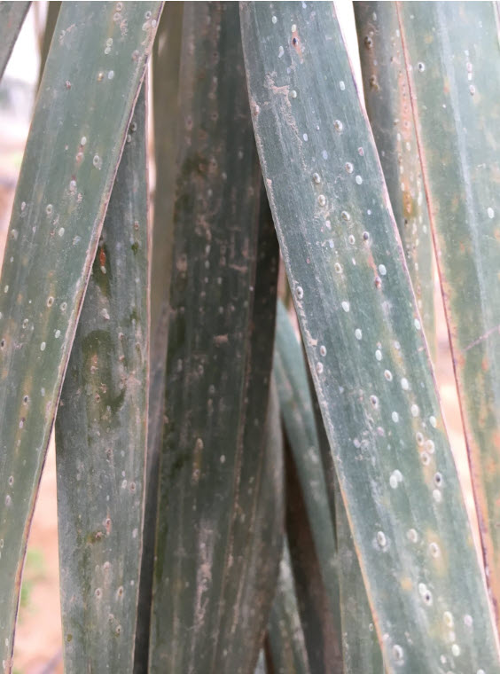 مكافحة حشرة النخيل القشرية ظرورة لخطورتها على النخيل 
ولكن لابد من المكافحة في وقت ليس وقت اثمار لان المبيد المتخصص مبيد جهازي المادة الفعالة (اميدا كلوبريد) يخلط بالنسب الموصى بها مع زيت معدني وترش جميع النخيل المصابة وغير المصابة رش جيد بحيث يشمل جميع اجزاء النخلة ثم يعاد الرش