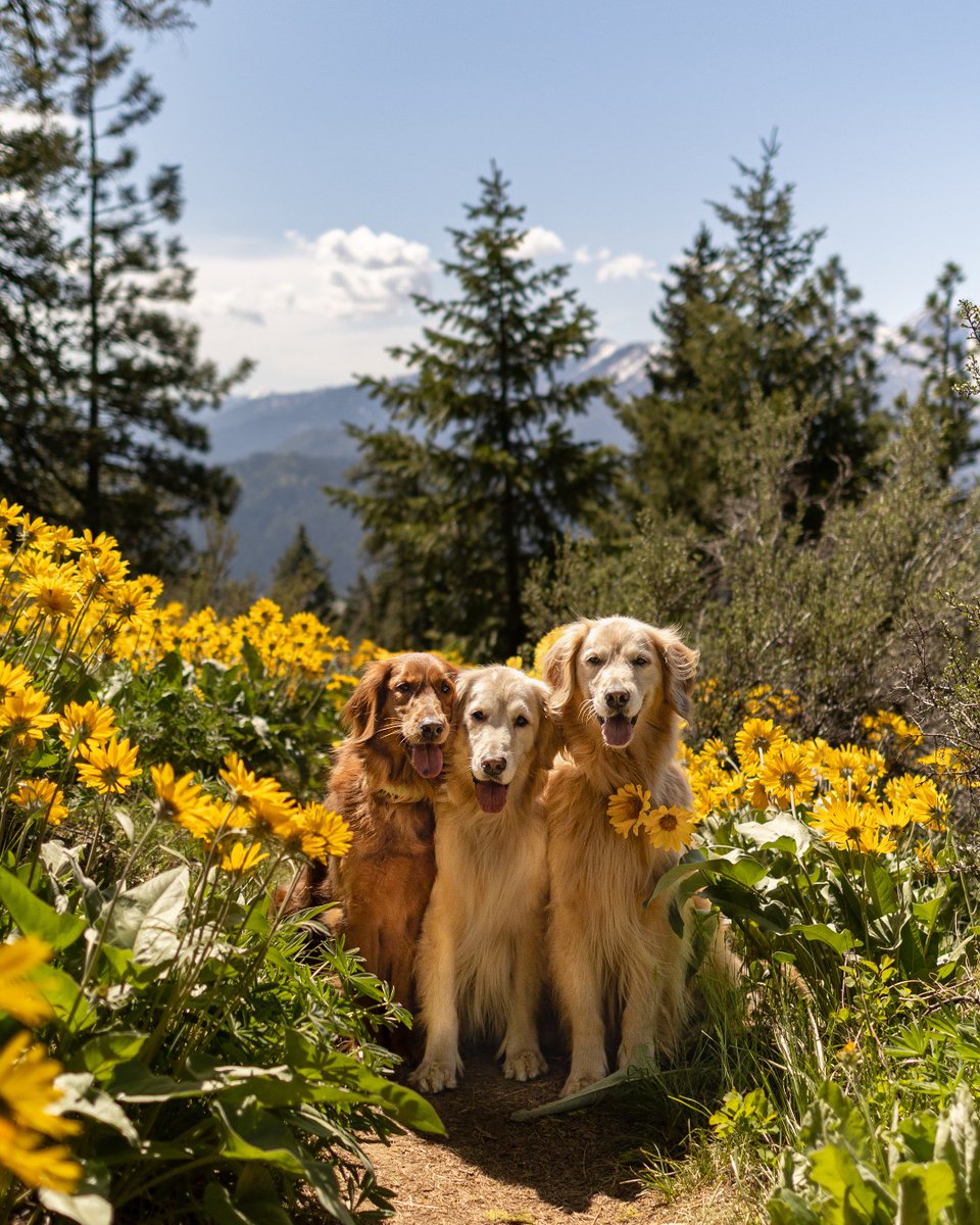 Photo by Angelaura R. | "The wildflowers framed the path just right and I placed my three pups in the middle of it all. The light, the blooms, the mountains behind them—this moment was pure gold." #ShotOnCanon🌻 

📸 #Canon EOS R8
Lens: RF24mm F1.8 MACRO IS STM