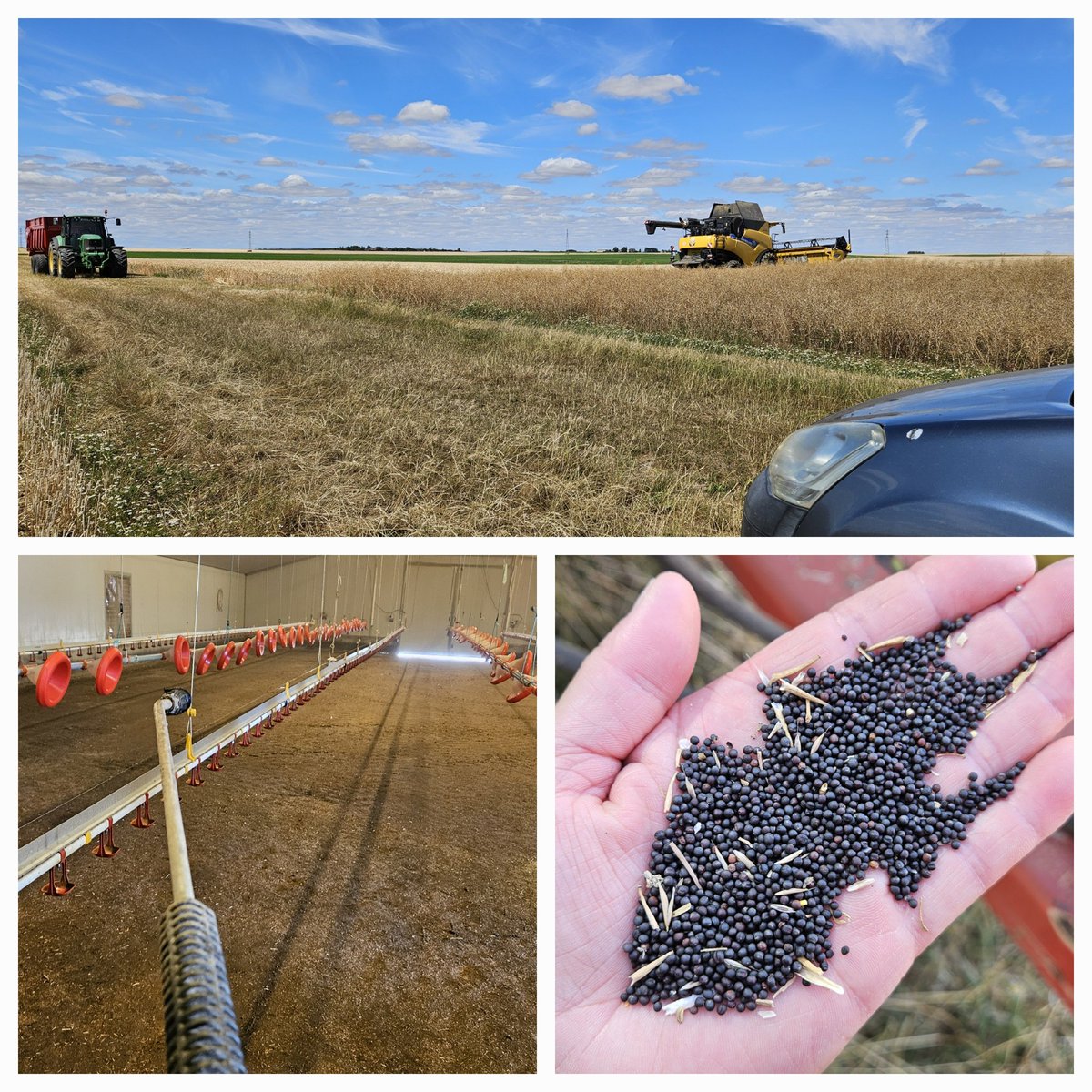 Une bonne journée aujourd'hui d'agricultrice et éleveuse de volaille.  Moisson et lavage de poulailler. 😉 #fièredemonmetier