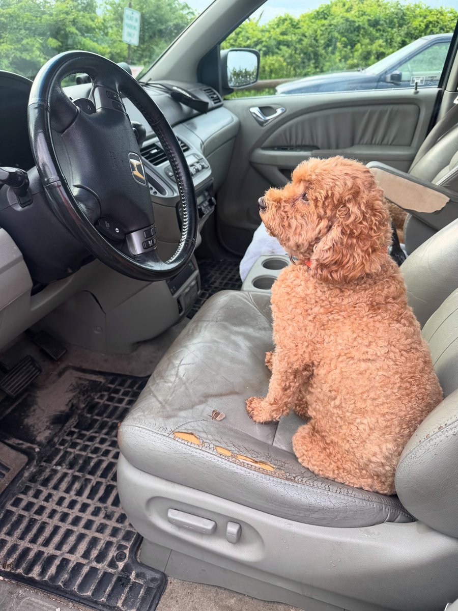 Dog wants to drive to happy hour.