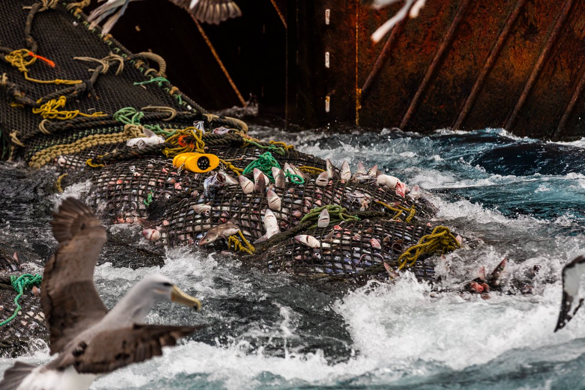 BREAKING

Greenpeace Aotearoa activists from the Rainbow Warrior have confronted a Talley's bottom trawler off the East coast, rebranding it “ocean killer”, after bearing witness to it hauling in a net straining with marine life.

MORE HERE
greenpeace.org/aotearoa/press… #nzpol