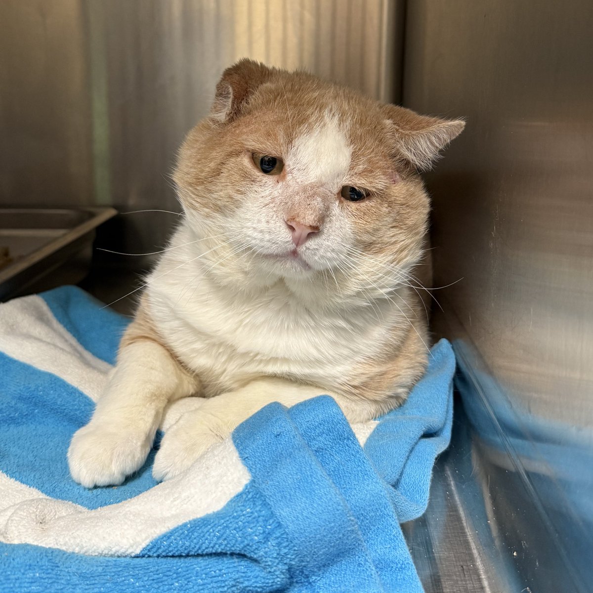 HomewardPetsNJ's tweet image. Can we get some love for this sweet old man, Crouton. He’s 12 years old and looking for a loving home with a comfy bed next to a window where he can watch the world go by.
📍 Blackwood, NJ
