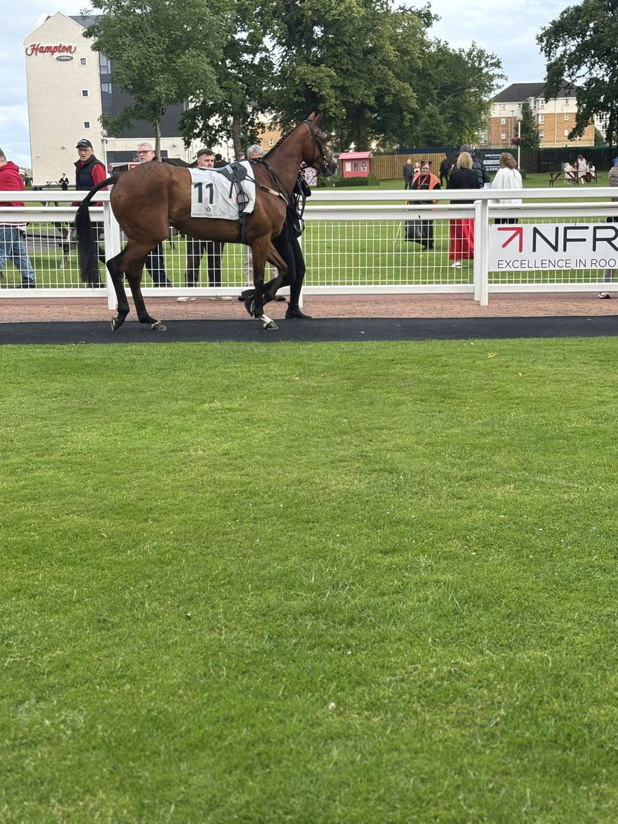 Storm on Jura 🦍 💚🤍 <a href="/SummerstormBlo1/">Summerstorm Bloodstock</a> <a href="/JimGoldieRacing/">Jim Goldie Racing</a>