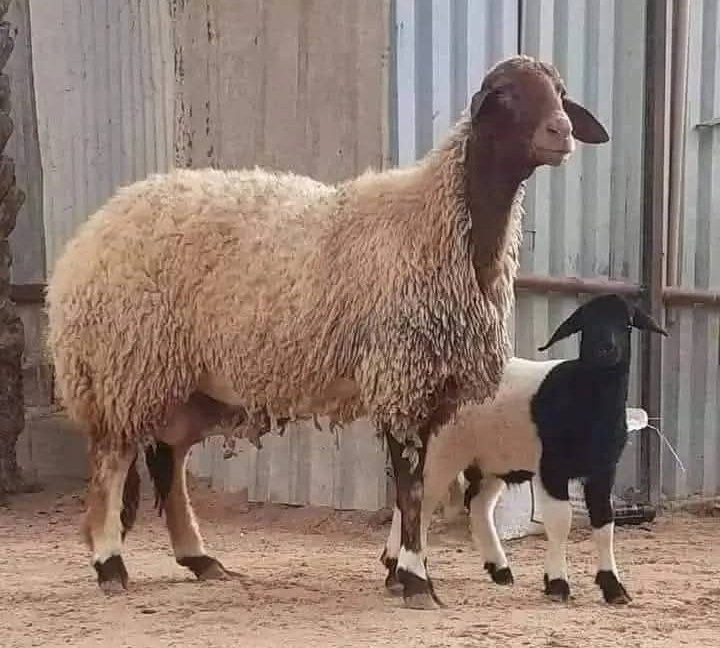 علي جمر نار الفقد . حطيت يازمان اكبودنا .