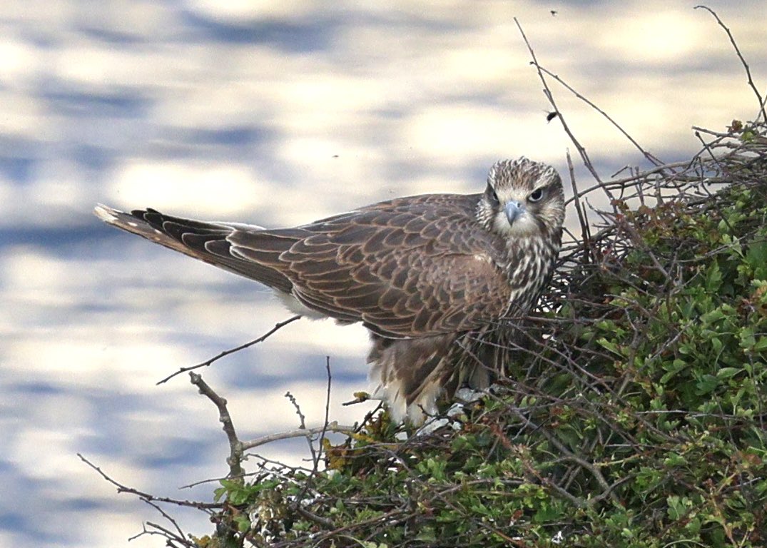 ScratchTrev's tweet image. Today’s juvenile Saker on Flamborough Outer Head today of captive origin. Seen well this evening.