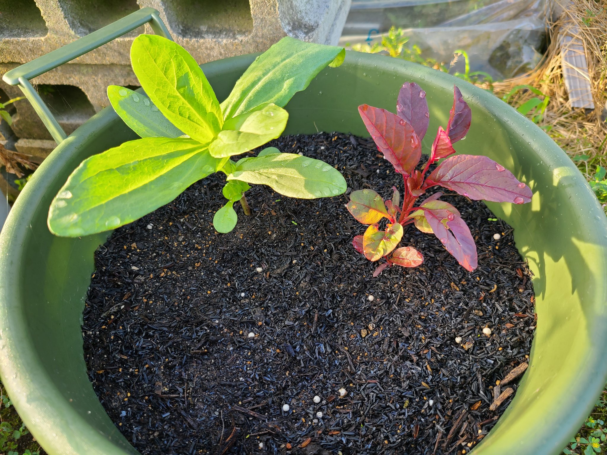 能登穴水様 地震に耐えた「ボラ待ちやぐら」 能登・穴水の伝統漁法が「復興