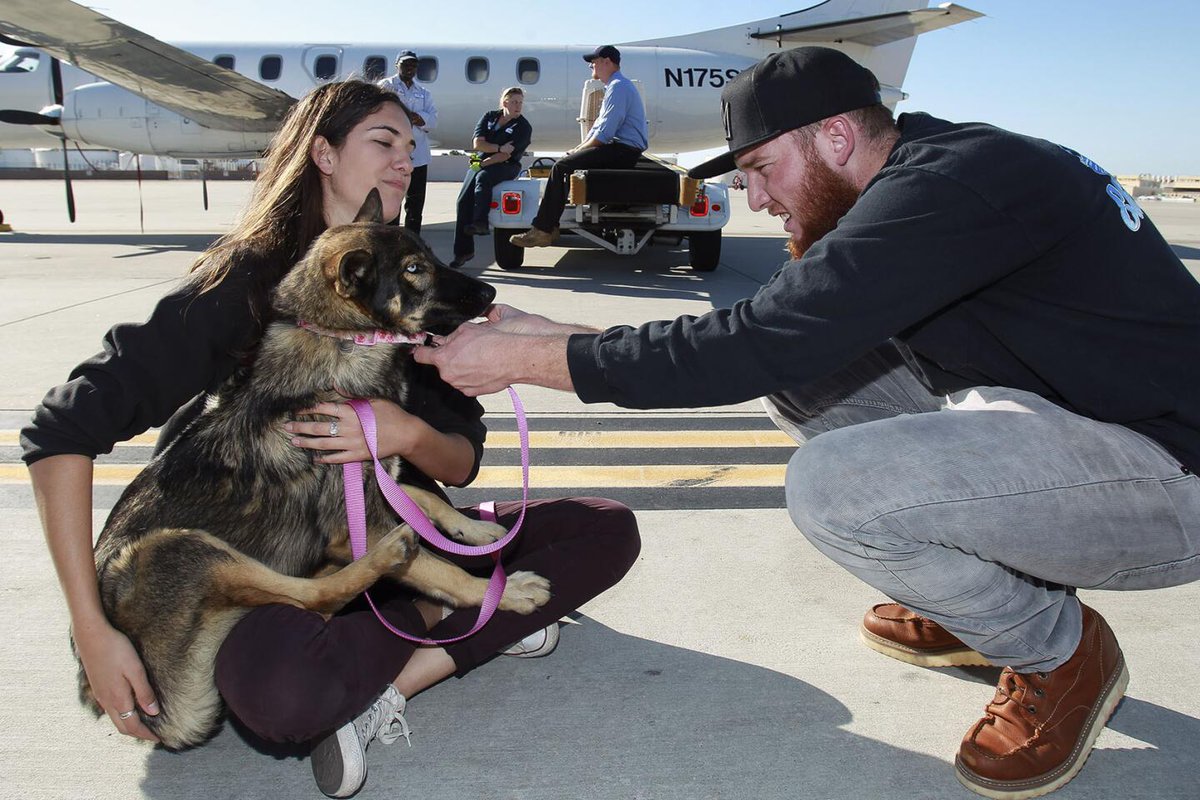 In 2016, Luna, an 18-month-old German Shepherd, fell off a boat, swam 2 miles to an island, and survived 5 weeks eating mice until the Navy rescued her, slightly malnourished but healthy.