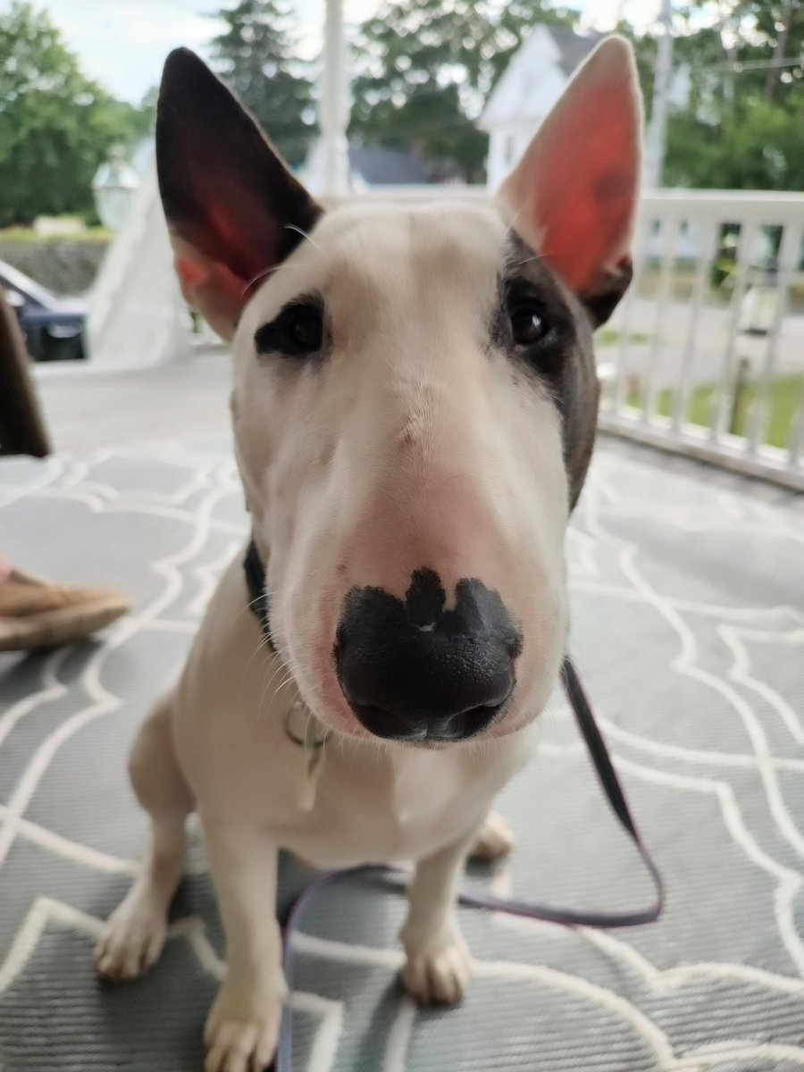 rexthetvterrier's tweet photo. This morning we witnessed an accident. A young man on an electric bike wiped out and broke his wrist badly (like freaky looking badly). We stayed with him until the ambulance arrived. Be careful folks, wear a helmet!
#Spike #PuppyLove #Dogs #BooBoos https://t.co/HiKky5iAJo