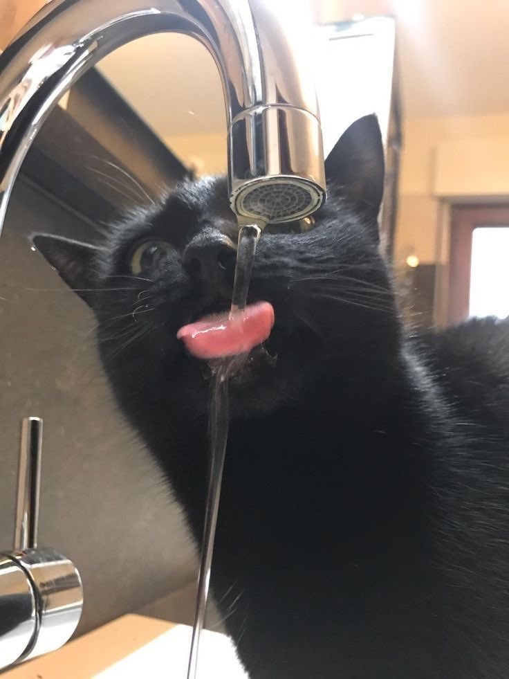 blackscats's tweet photo. https://t.co/L7VYxH3PFF
