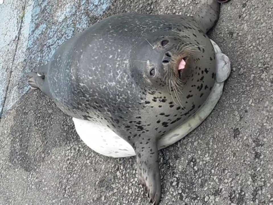 tierrlisters's tweet image. sealshiro nagi