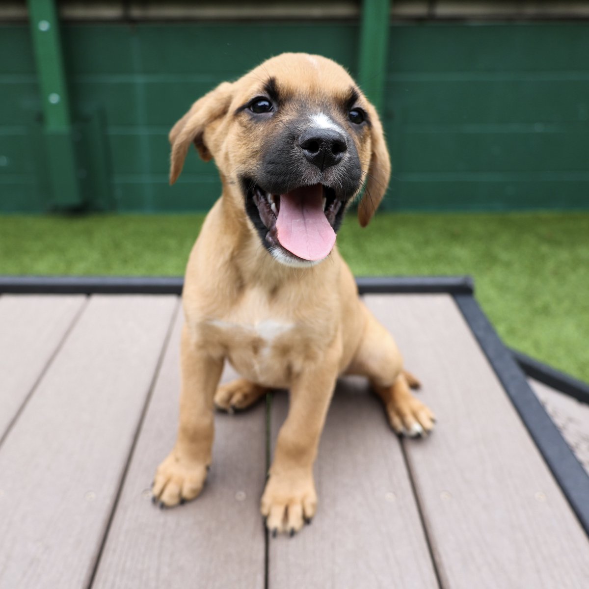 PAWSChicago's tweet image. ADOPTION EVENT: London, Frisco, Sunny, and Chiffon are headed to Schaumburg this weekend in search of loving homes!
Stop by the Napleton's Schaumburg Subaru tomorrow, June 28, to shake paws with them all, or find more info on the attending pets ahead of time at…