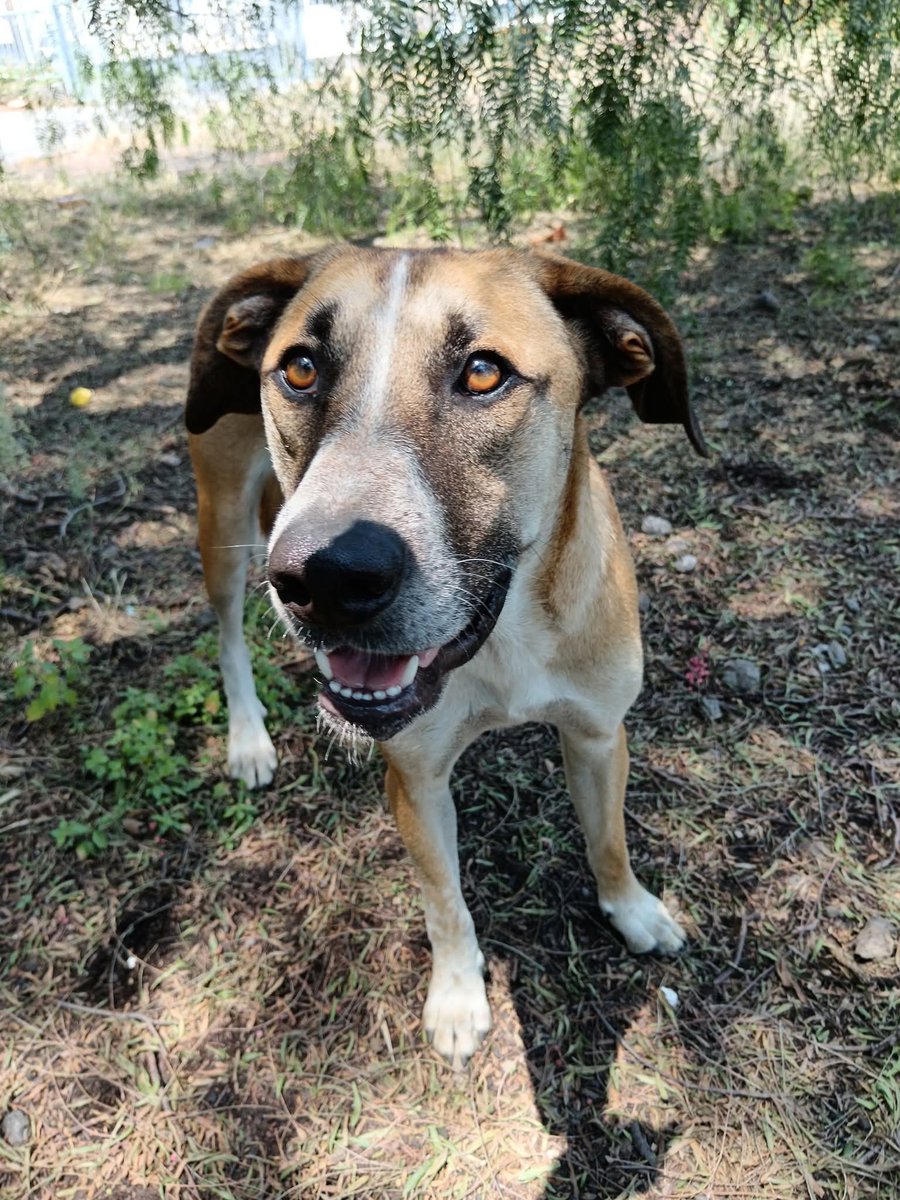 UnOnlus's tweet image. #Ares, il cane mai scelto
#cercafamiglia 🆘️🆘️🆘️🆘️🆘️🙏🏻🙏🏻🙏🏻
Provincia di Catania.
Adozione secondo iter, per info messaggio whatsapp 3204516186
#giulia