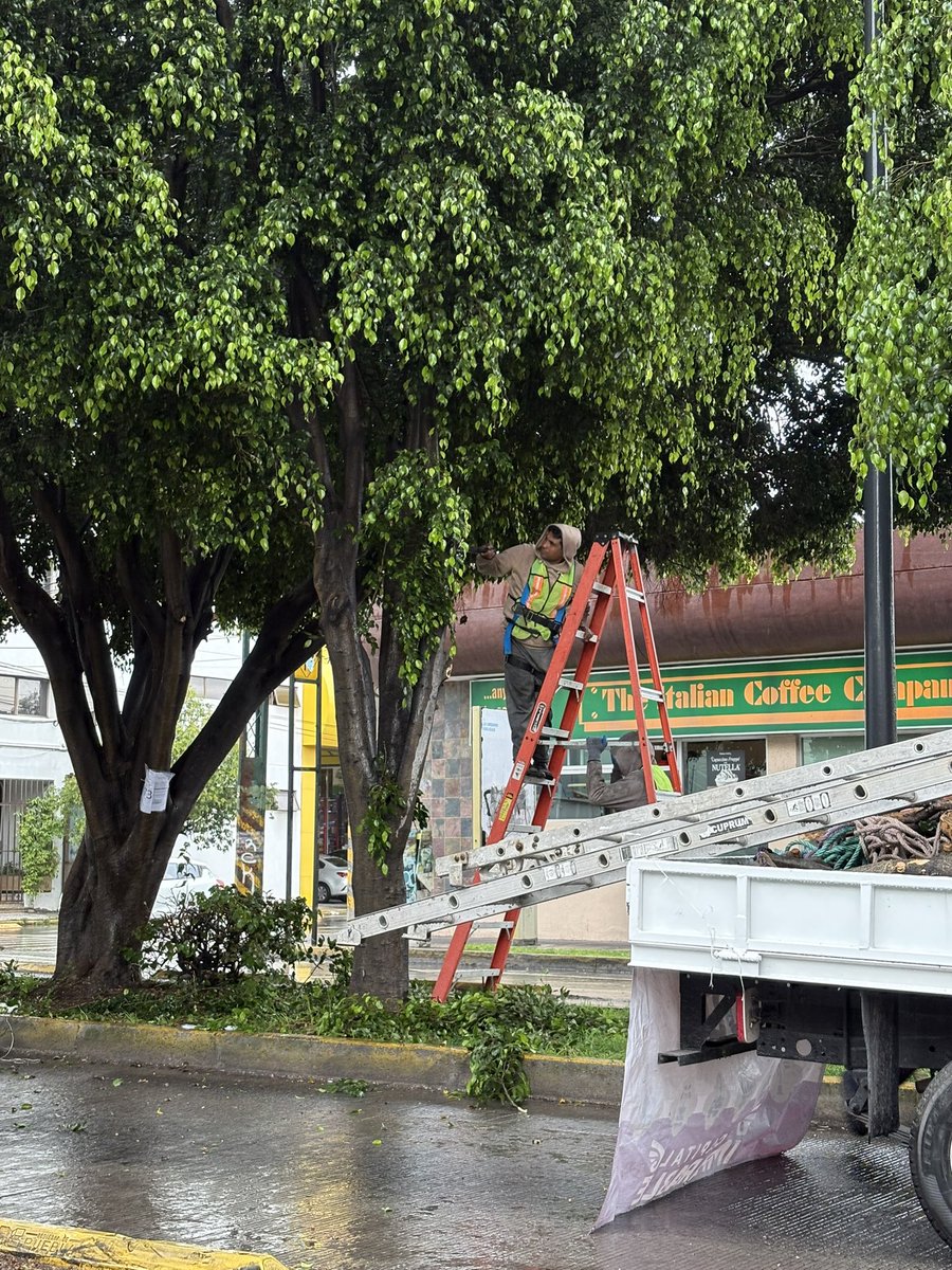 escajos's tweet image. Personal del Ayuntamiento de Puebla mal podando árboles en la 11 sur con machete. No diré que es contra la Ley de Arbolado porque cambian la ley, pero es una salvajada que ya habíamos superado y ahora revive @pepechedrauimx