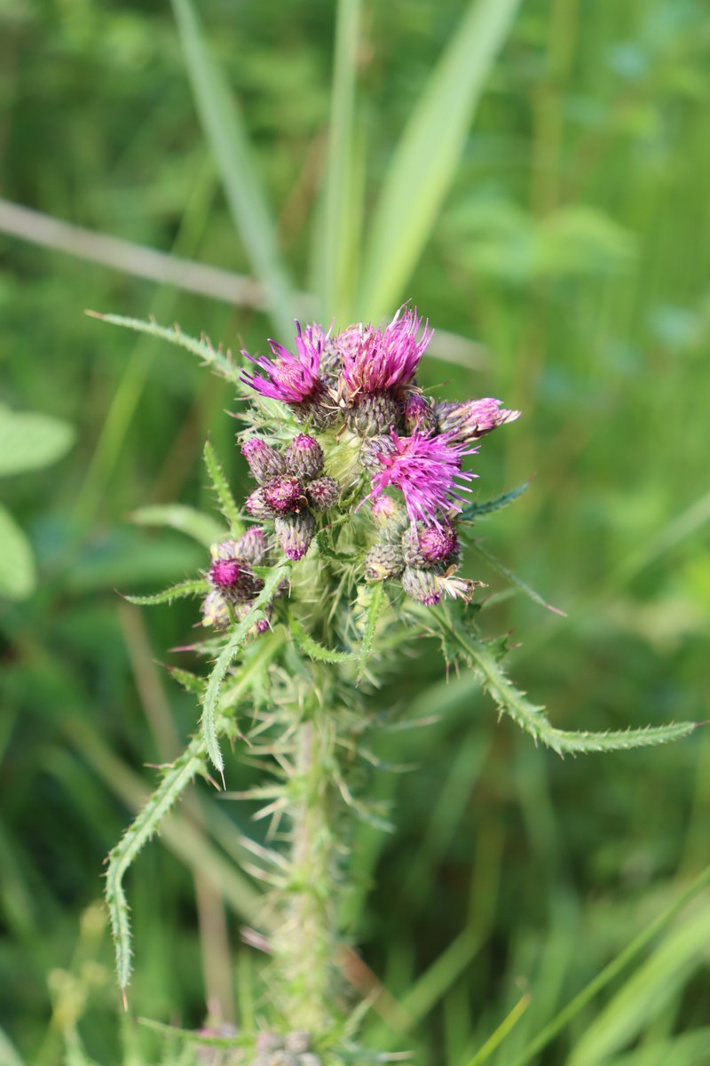 Marsh Thistle
Cirsium palustre
Feochadán corraigh

This native plant is quite tall, with reddish/purple flowers.

Found in marshy ground and some roadside &amp; woodland locations.

Appearing from June to August.

#WildflowerHour