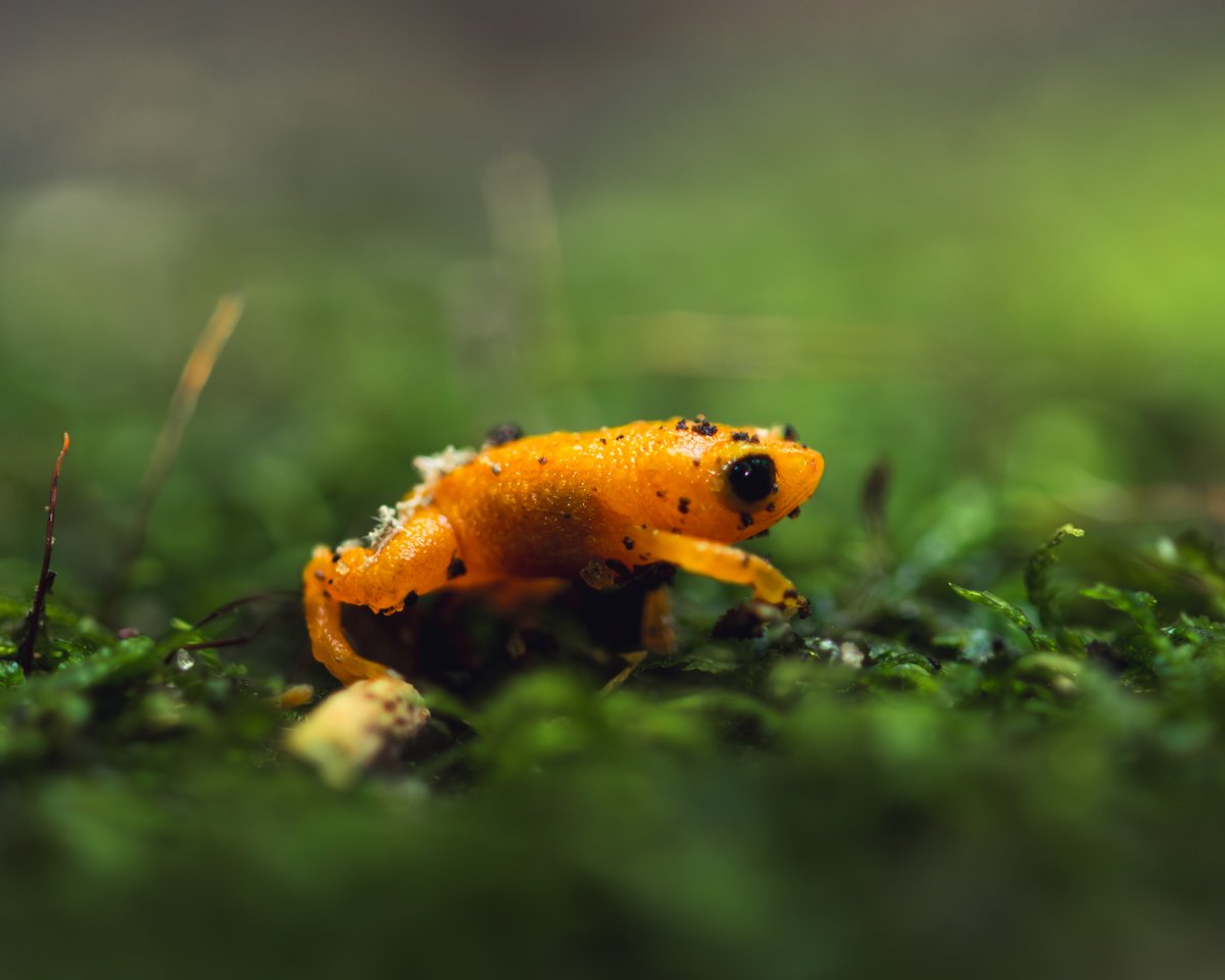 terradagente's tweet image. ‘Fascínio e declínio dos Anfíbios da Mata Atlântica’ revela a vida de um dos menores anfíbios do Brasil e alerta sobre as principais causas para o desaparecimento de diferentes espécies. Acesse: bit.ly/4lxroTl #terradagente #anfíbios #documentários #biologia #animais