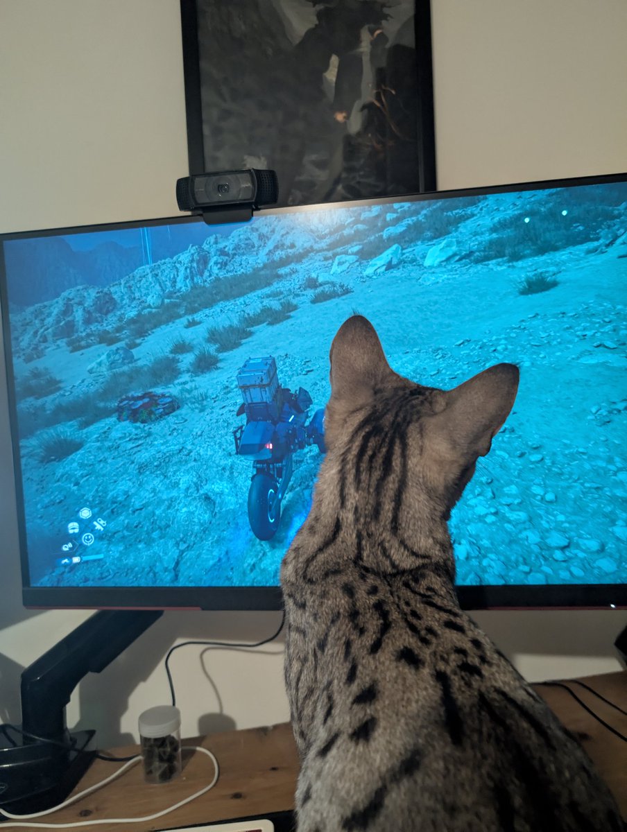 CutterHealer's tweet image. My cat knows what&apos;s good. @HIDEO_KOJIMA_EN
