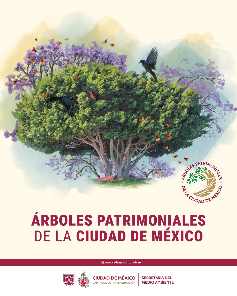 SEDEMA_CDMX's tweet image. 🌳 El arbolado urbano es vida para la ciudad.
En el marco del Día Mundial del Árbol, la #JefaDeGobierno @ClaraBrugadaM y la secretaria @Jualicra anunciaron la declaratoria de 12 nuevos árboles patrimoniales: 10 ahuehuetes, un fresno y un laurel de la India.
Estos ejemplares son…