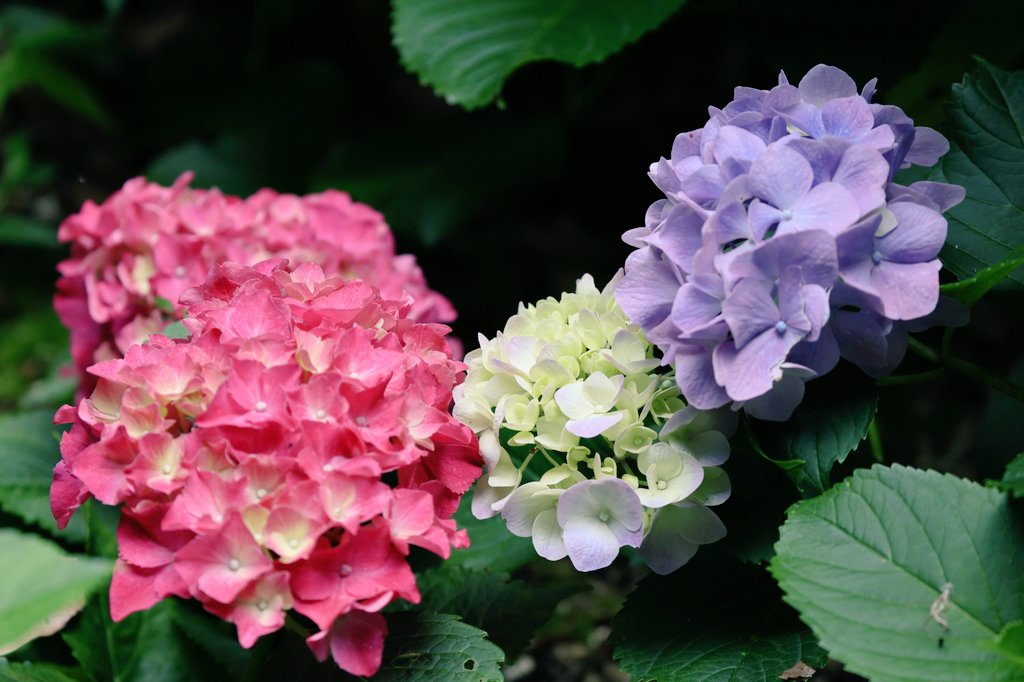 KATAR7photo's tweet image. #TLを花でいっぱいにしよう
#写真好きな人と繋がりたい
#ファインダー越しの世界ᅠ
#キリトリセカイ
#紫陽花まつり
あじさい三色だんご
