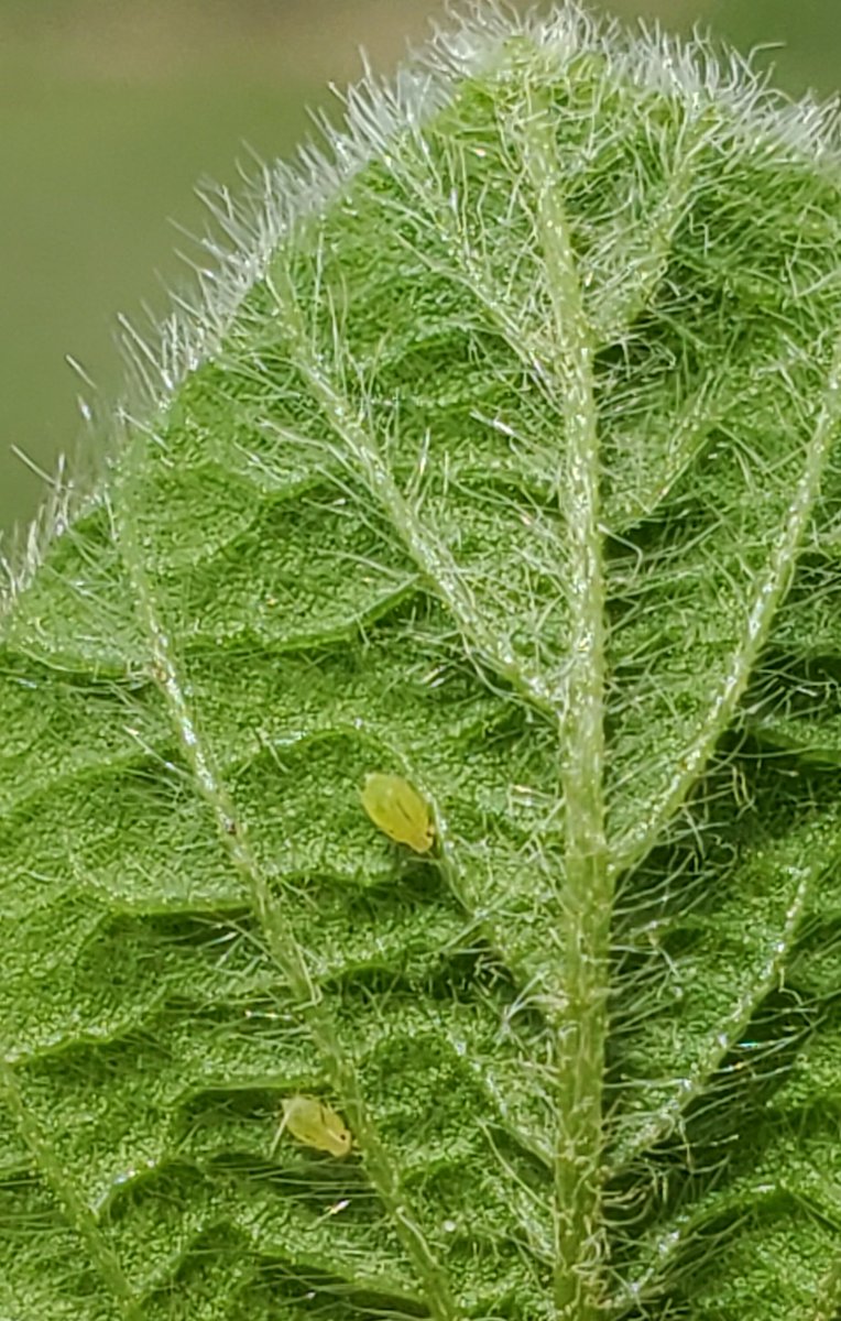 Soybean aphids are showing up at detection levels across much of Eastern Ontario, currently on the newest trifoliates. The presence of ants or lady beetles on plants can be a sign of aphid activity.