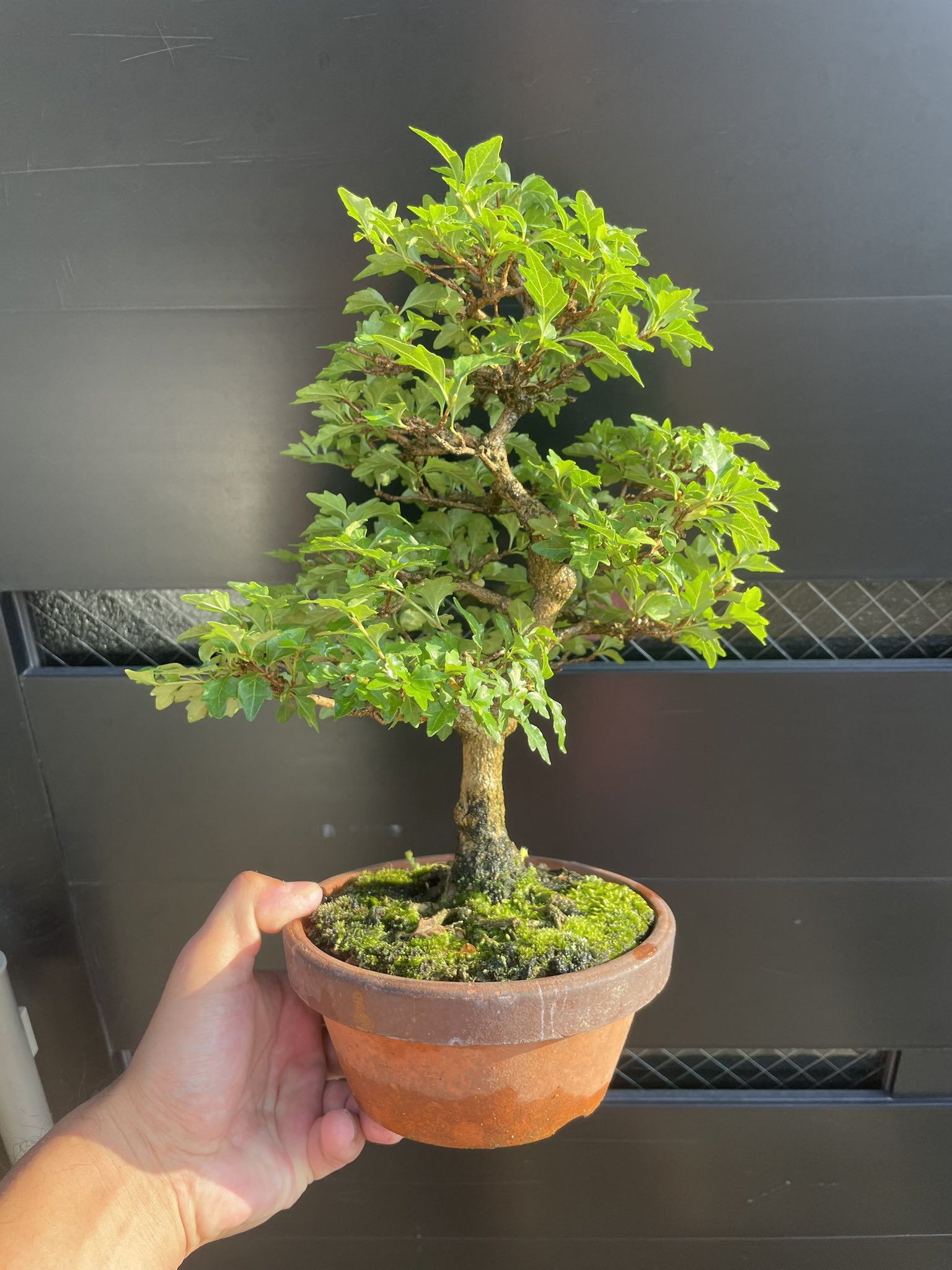 Chinese Elm – Curved Trunk – 6″ Pot – Wigert's Bonsai