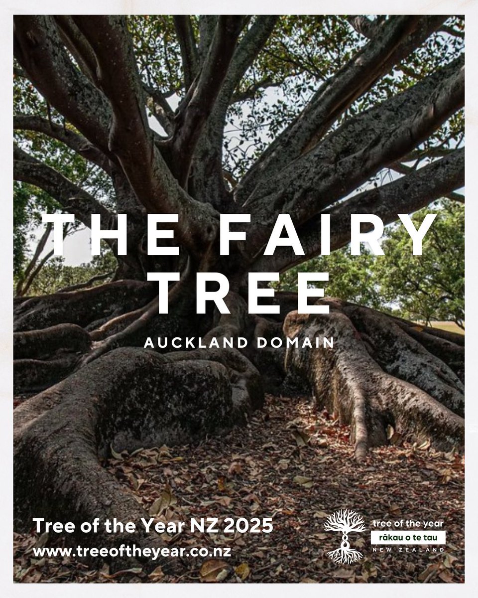 NZ Notable Trees tweet media