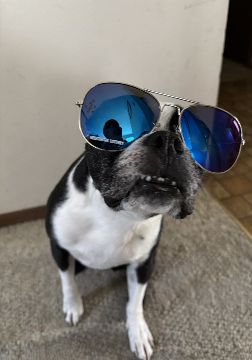 Pawesome_BTBros's tweet photo. Me is throwing shade in style ๐๐ถ๏ธ๐ Sunglasses mode: ON โ
. Seriousness: OFF โ
#NationalSunglassesDay #SunglassesDay #ThrowingShade #FridayFeeling #FridayVibes #DogsofTwittter #dogsofx #bostonterrier https://t.co/PNpEa6KH84