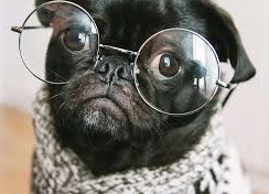 Naderfnr's tweet photo. @blknoiz06 @agentic_t name this dog plz my goat https://t.co/2GdZEF9FuN