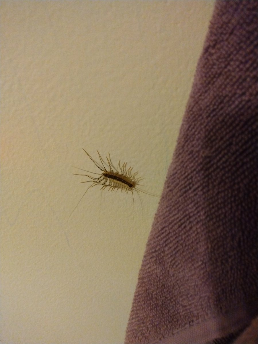 (HIGH PITCHED SCREAMING)