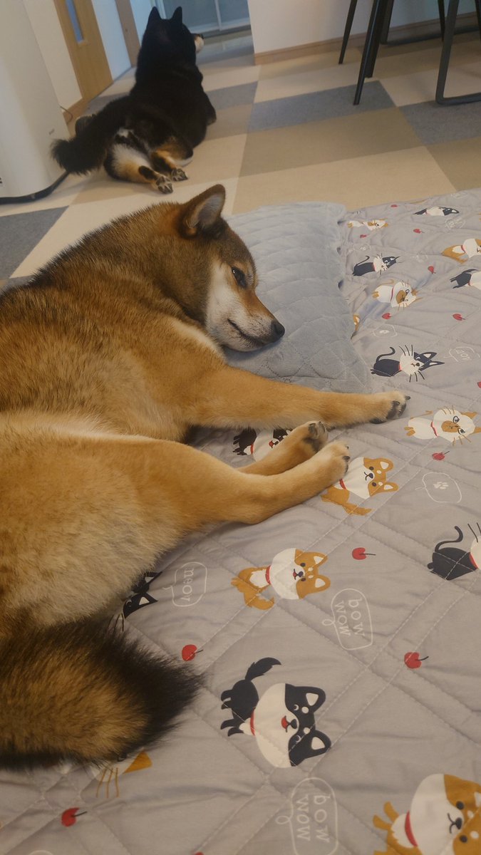 今日も暑いですね🐶💦🐶💦
#柴犬
#黒柴
#胡麻柴